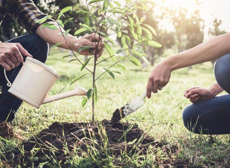 planting